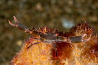 Quadrella maculosa (Black Coral Crab)