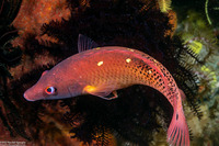 Bodianus diana (Diana's Hogfish)