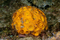 Cinachyrella australiensis (Golf Ball Sponge)