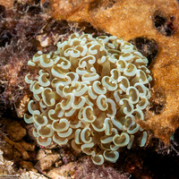Fimbriaphyllia ancora (Anchor Coral)