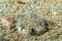 Maretia planulata (Longspine Heart Urchin)