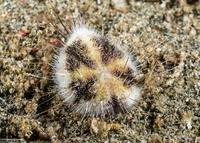 Maretia planulata (Longspine Heart Urchin)