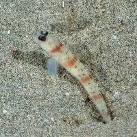 Amblyeleotris masuii (Maiusi's Shrimpgoby)