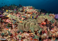 Amplexidiscus fenestrafer (Giant Cup Mushroom Coral)