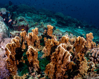 Millepora sp.2 (Plate Fire Coral)