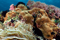 Porites solida (Solid Coral)
