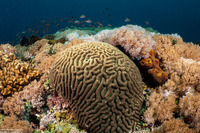 Leptoria irregularis (Irregular Brain Coral)