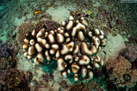 Pavona clavus (Swollen Coral)