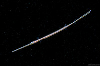 Fistularia commersonii (Bluespotted Cornetfish)