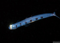 Synodus sp. (Larval Lizardfish)