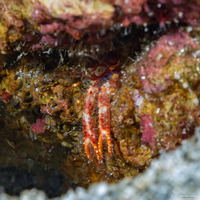 Munida olivarae (Olivar's Squat Lobster)