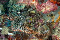 Scorpaenopsis oxycephala (Tassled Scorpionfish)