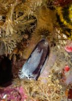 Styela sp.1 (Stalked Tunicate)