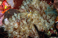 Amphiprion clarkii (Clark's Anemonefish)