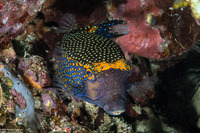 Ostracion meleagris (Spotted Boxfish)