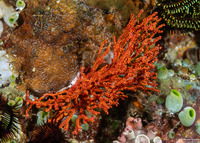 Melithaea sp.2 (Knotted Fan Coral)