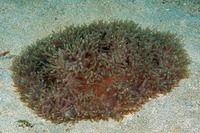 Stichodactyla gigantea (Giant Carpet Anemone)