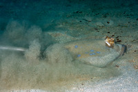 Neotrygon kuhlii (Blue-Spotted Stingray)