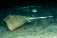 Pseudalutarius nasicornis (Rhino Filefish)