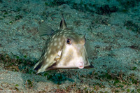 Tetrosomus gibbosus (Humpback Turretfish)