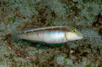 Cymolutes torquatus (Collared Razorfish)