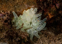 Entacmaea quadricolor (Bubble-Tip Anemone)