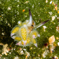 Costasiella kuroshimae (Kuro Sapsucking Slug)
