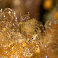 Phycocaris sp.1 (Hairy Shrimp)