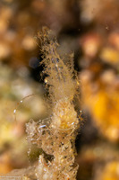 Phycocaris sp.1 (Hairy Shrimp)