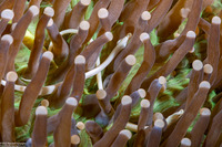 Siokunichthys nigrolineatus (Mushroom Coral Pipefish)