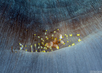 Pliopontonia furtiva (Hidden Corallimorph Shrimp)