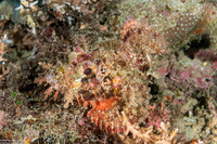 Scorpaenopsis venosa (Raggy Scorpionfish)
