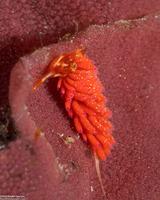 Favorinus japonicus (Egg-Eating Nudibranch)