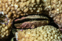 Septifer bilocularis (Box Mussel)