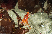 Pandalus platyceros (Spot Shrimp)