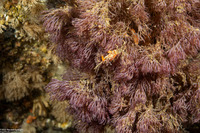 Bugula neritina (Spiral-Tufted Bryozoan)