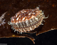 Leptopecten latiauratus (Kelp Scallop)
