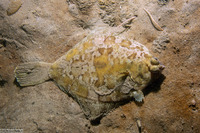 Pleuronichthys coenosus (C-O Sole)