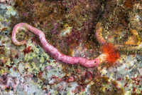 Serpula columbiana (Serpulid Worm)