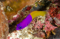 Pictichromis paccagnellorum (Royal Dottyback)
