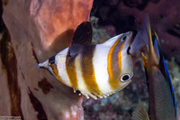 Coradion melanopus (Two-Eyed Coralfish)