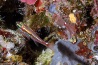 Ostorhinchus dispar (Whitespot Cardinalfish)