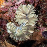 Plerogyra sinuosa (Pearl Bubble Coral)