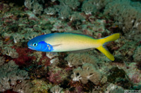 Hoplolatilus starcki (Bluehead Tilefish)