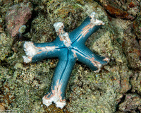 Linckia laevigata (Blue Sea Star)
