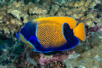 Pomacanthus navarchus (Bluegirdled Angelfish)