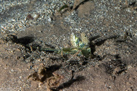 Lysiosquilla maculata (Tiger Mantis)