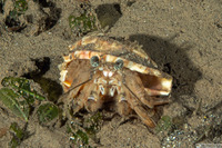 Spiropagurus spiriger (Jumping Hermit Crab)