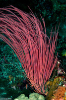 Ellisella ceratophyta (Red Sea Whip)