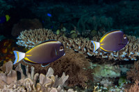 Acanthurus nigricans (Whitecheek Surgeonfish)